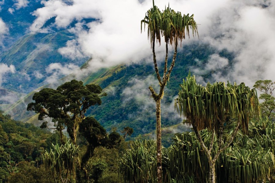 Paysage autour de Menyamya. Au premier plan, des pendanus un arbre extrêmement important dans les sociétés traditionnelles papoues. (© Philippe Gigliotti))