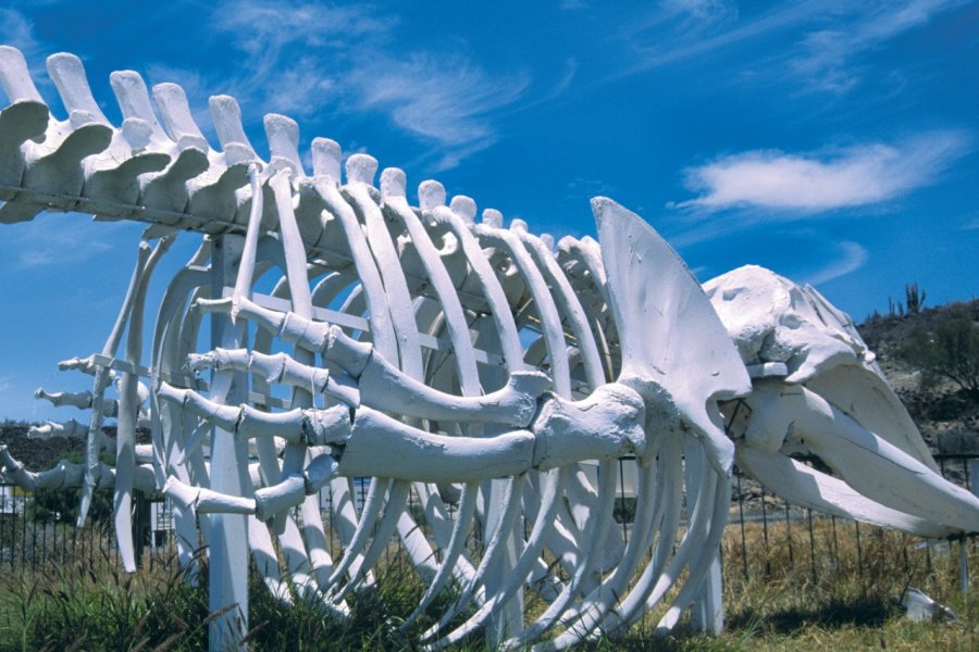 Squelette de baleine dans l'oasis de San Ignacio. Sylvie LIGON