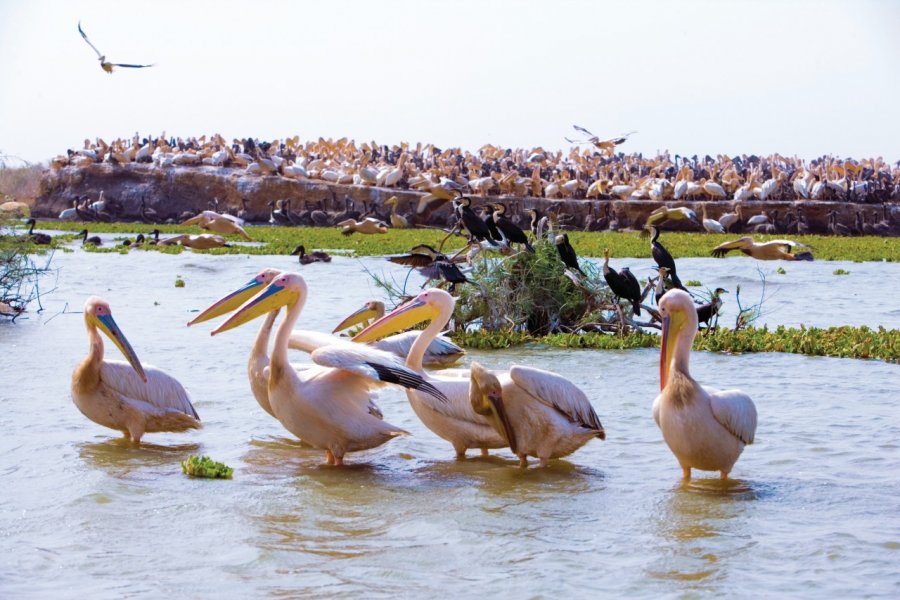 Pélicans dans le parc national du Djoudj. Author's Image