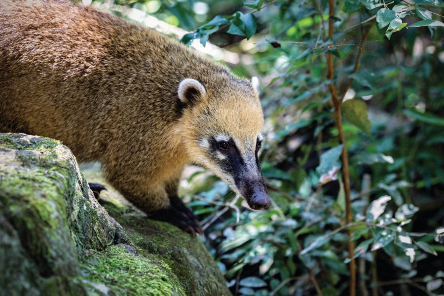 Coati dans la parc national d'Iguazú. azgek - iStockphoto.com