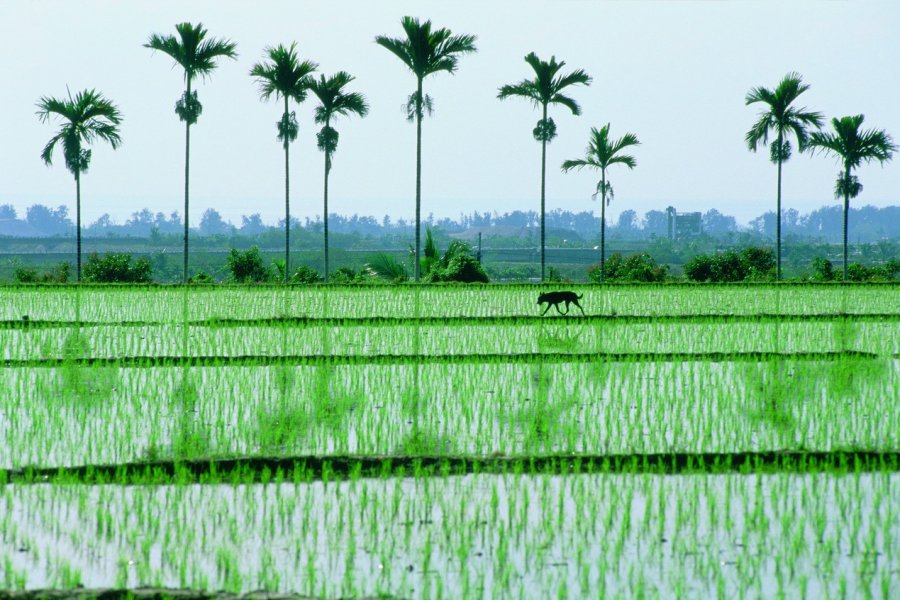 Paysage de Taitung Tao Gan - Iconotec