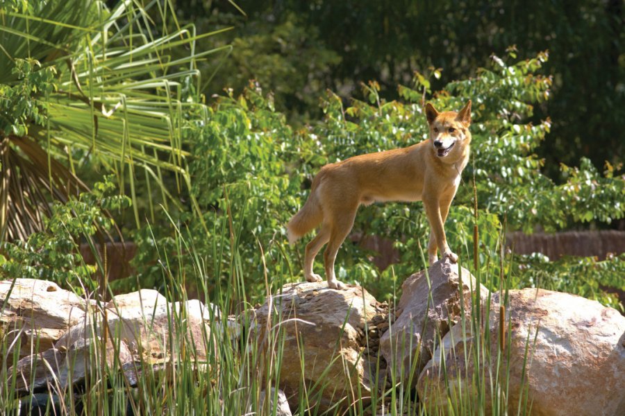 Dingo au Territory Wildlife Park Tourism Northern Territory / Ewen Bell