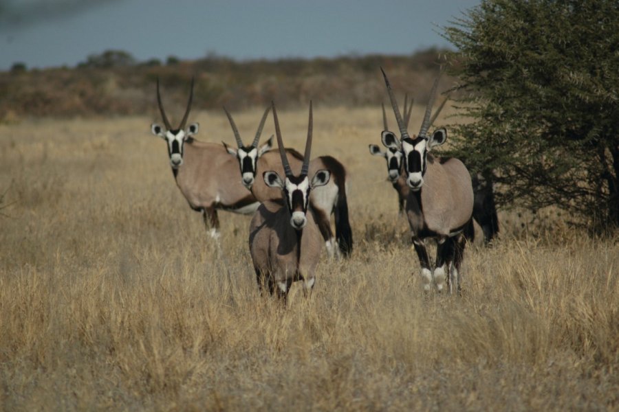 Oryx au Central Kalahari Game Reserve. Marie Gousseff / Julien Marchais