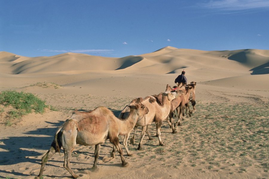 Parc national du Gobi, dune de Khongoryn-Els, caravane de chameaux. Eric Martin - Iconotec
