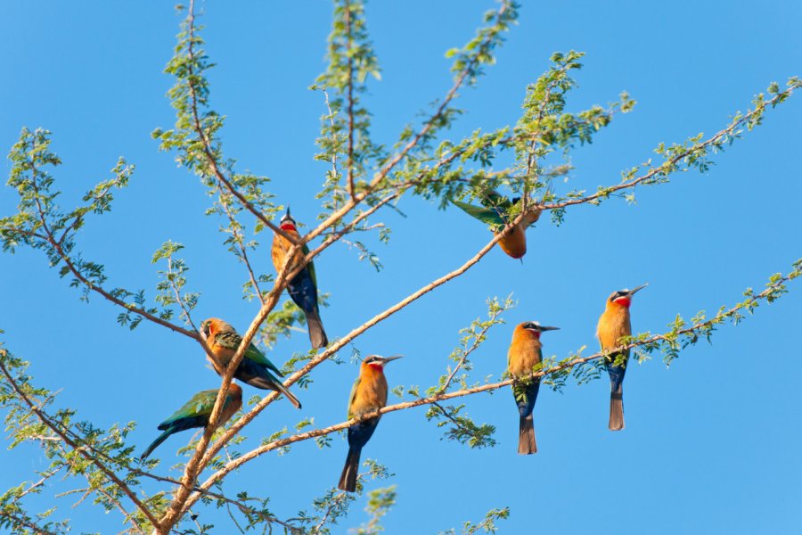 Selous Game reserve. Alexandra Giese / Shutterstock.com