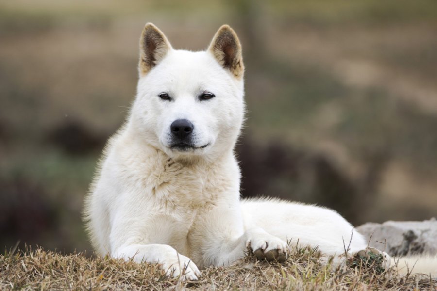 Le chien Jindo, monument naturel. jamongcreator - Shutterstock.com