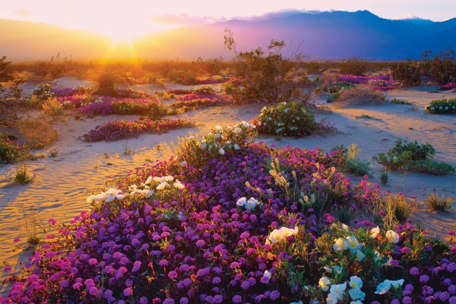 Paysage printanier de l'Anza Borrego Desert State Park. Ron Thomas - iStockphoto