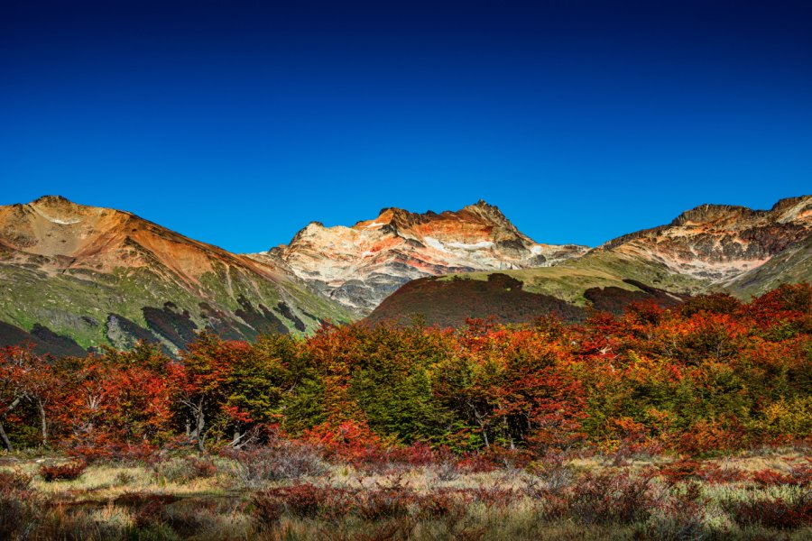 Forêt dans le Parc National Tierra del Fuego. Oleg Senkov - shutterstock.com