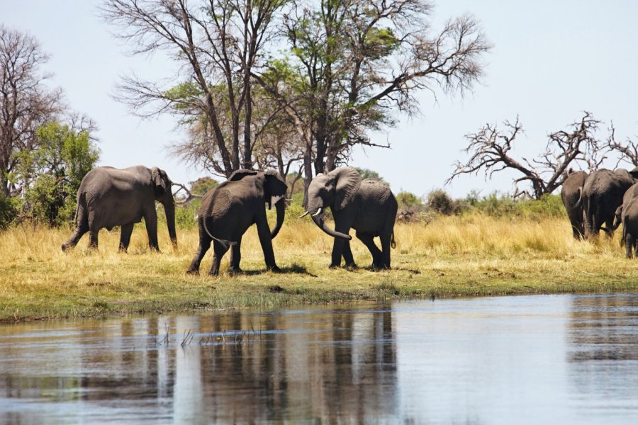 Eléphants dans le Bwabwata national park. Vladislav T. Jirousek - Shutterstock.com