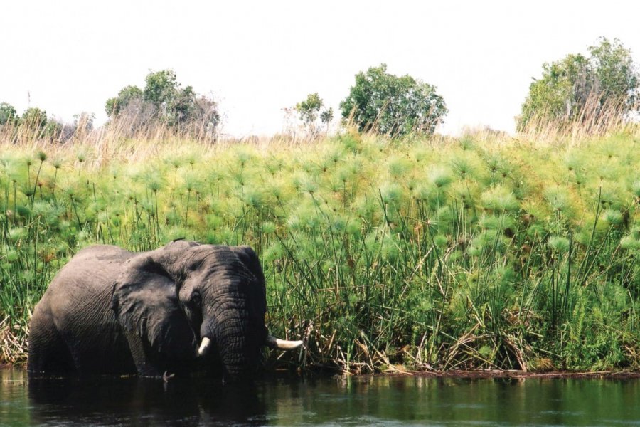 Éléphant dans le lagon de Xakanaxa. Marie Gousseff / Julien Marchais