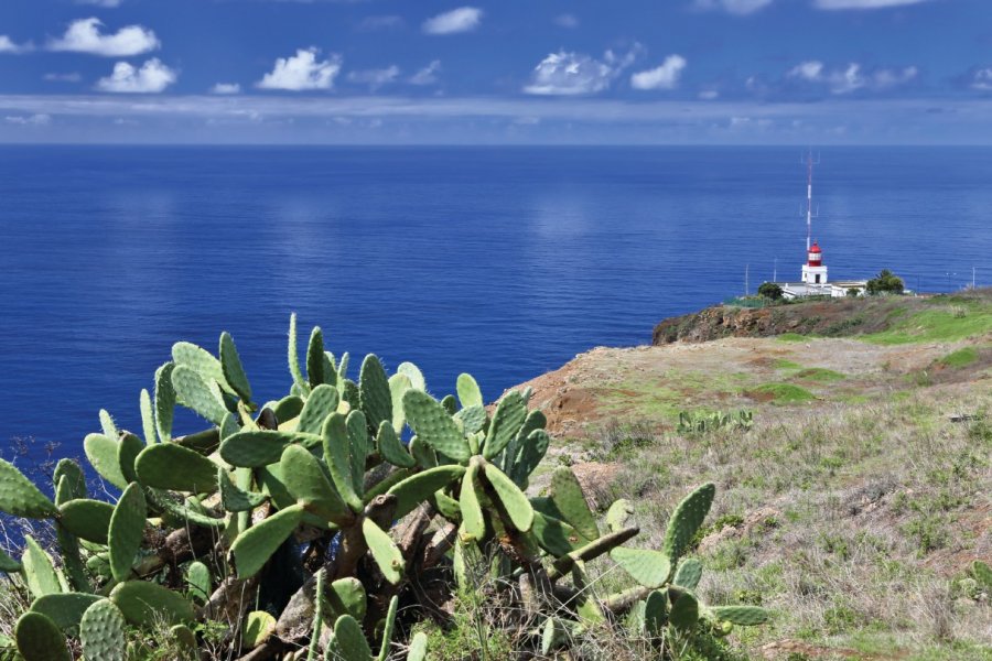 Phare de Ponta do Pargo. Tane-mahuta - iStockphoto