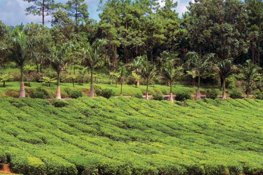 Plantation de la route du Thé. Author's Image