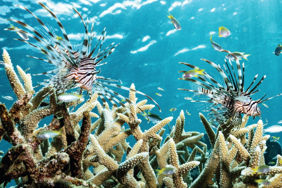 Poissons-lions, barrière de corail de Mayotte Serge Melesan - istockphoto.com