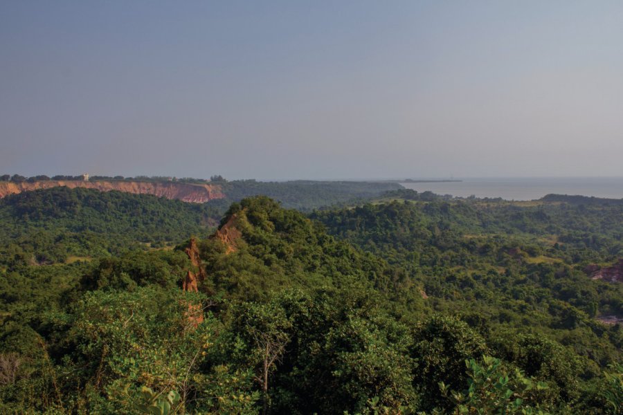 La forêt dans le Mayombe. Florence Danner