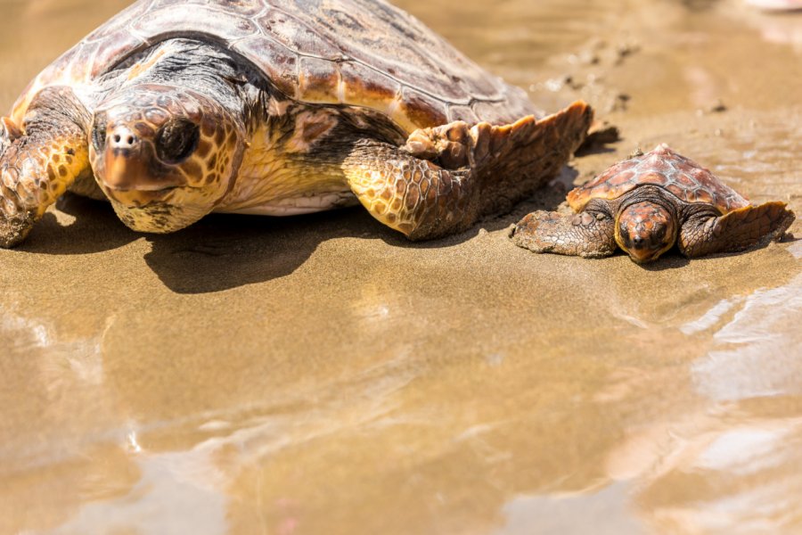 Tortue Caretta avec son petit, Corfou. Simon Dannhauer - Shutterstock.com