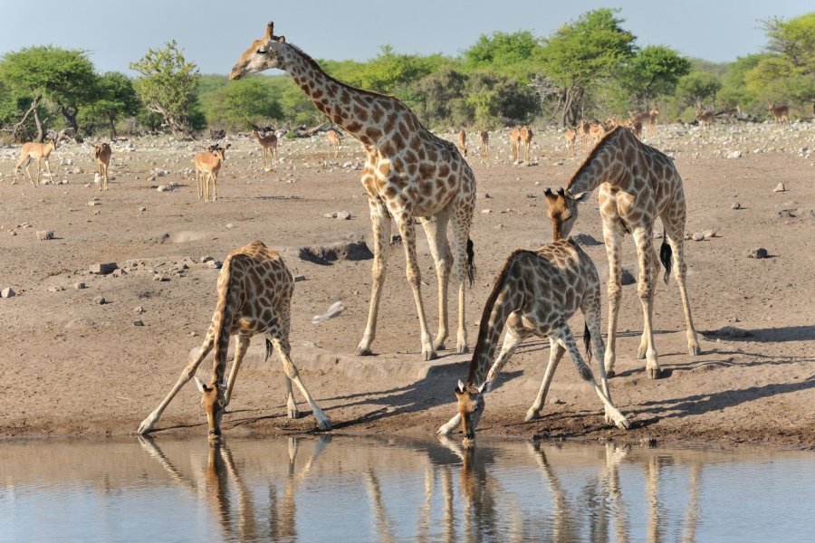 Communauté de girafes du Etosha National Park. www.planetphoto.ch - Fotolia