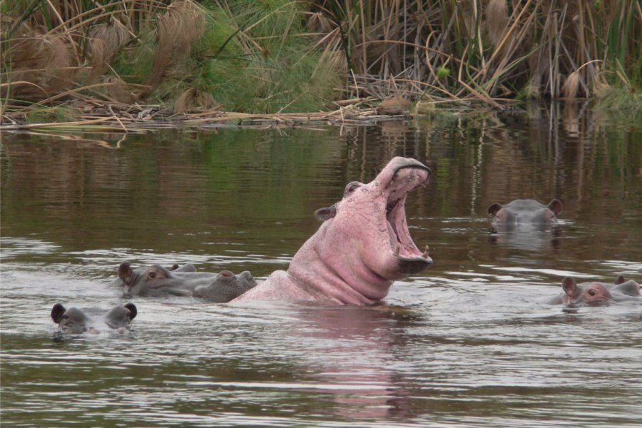 Au Mahango et Lianshulu, les hippopotames ont aussi des coups de soleil ! Ute von Ludwiger / Namibia Tourism - www.fotoseeker.com