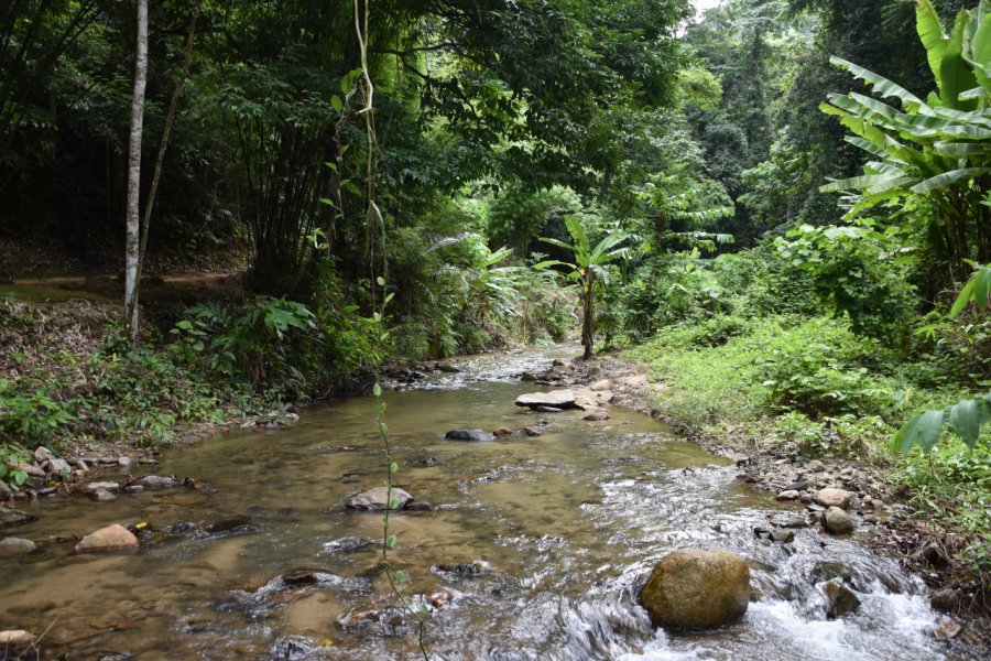 Parc national de Khao Phanom Bencha. Alex Alferez -Shutterstock.com