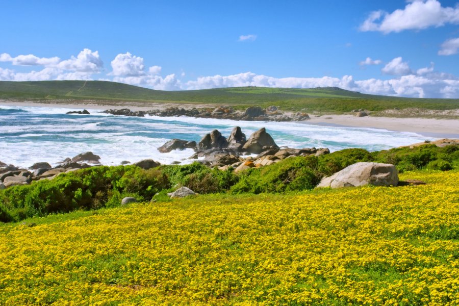 Plage de Langebaan. PhotoSky - Shutterstock.com