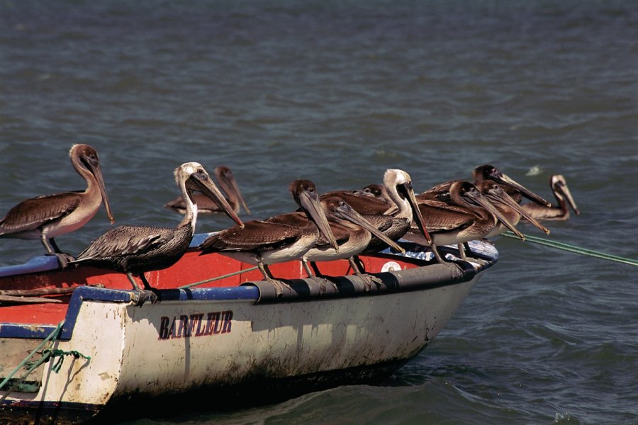 Pélicans à Sainte-Rose. Author's Image