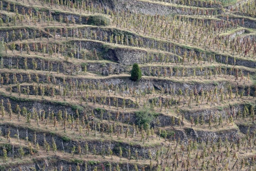 Le vignoble de Condrieu JAKEZC - FOTOLIA