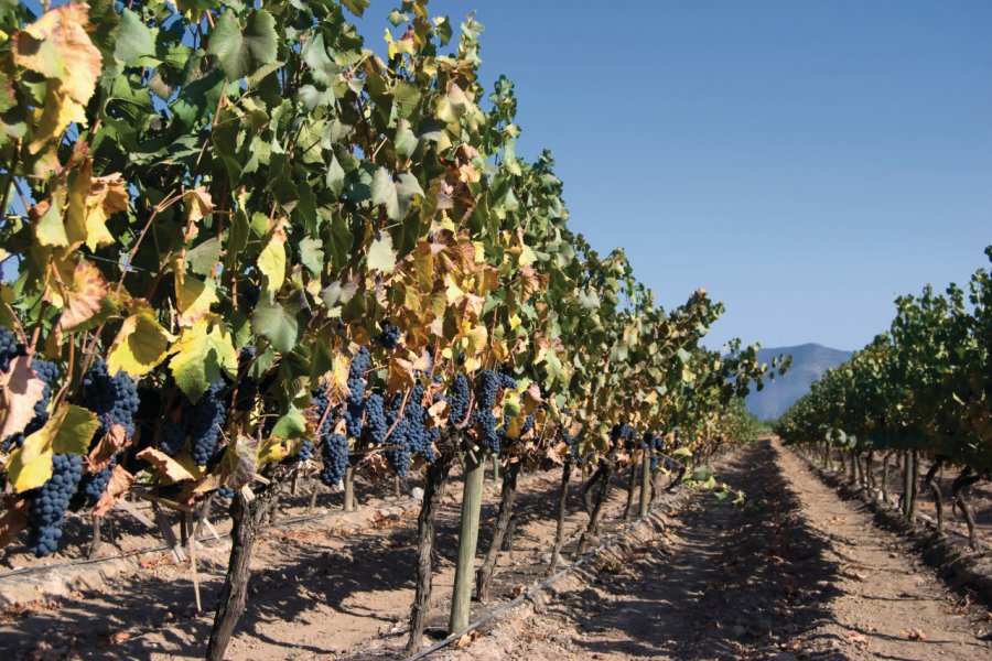 Vignes chiliennes. Jimmyvillalta / iStockphoto