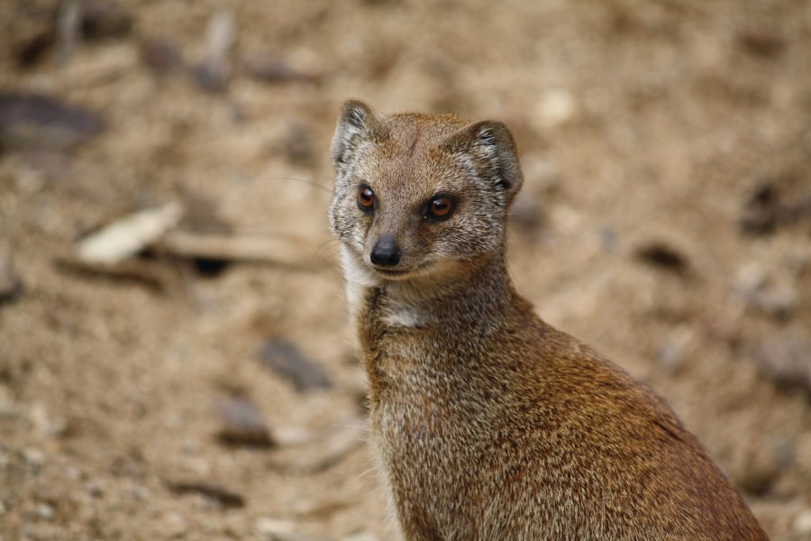 Mangouste du parc animalier de la citadelle de Besançon MisterDave - Fotolia