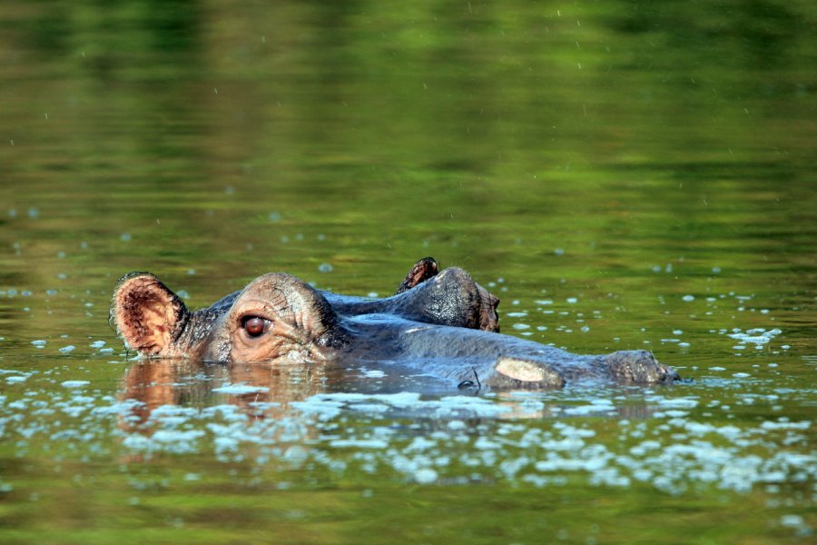 Hippopotame, Lake Mburo. Andaman - Shutterstock.com