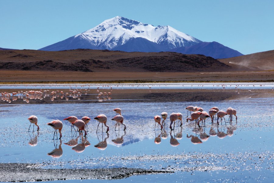 Laguna Hedionda et ses flamants roses, sud Lípez. Arnaud BONNEFOY