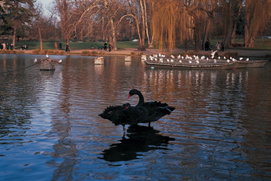 Cygnes noirs sur le lac de Vincennes Arthur LEROY - Iconotec