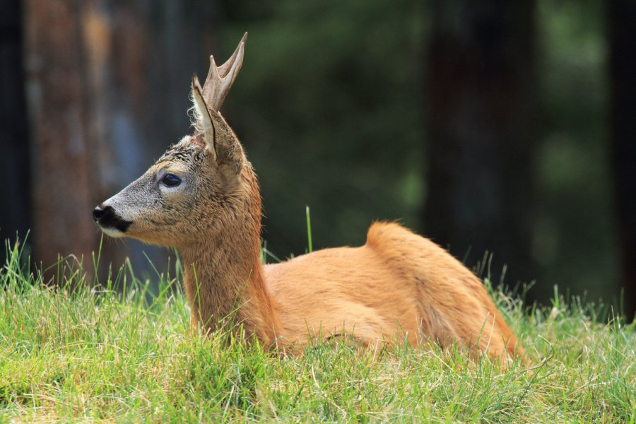 Biche dans la réserve naturelle de l'Orecchiella francescodemarco - stock.adobe.com