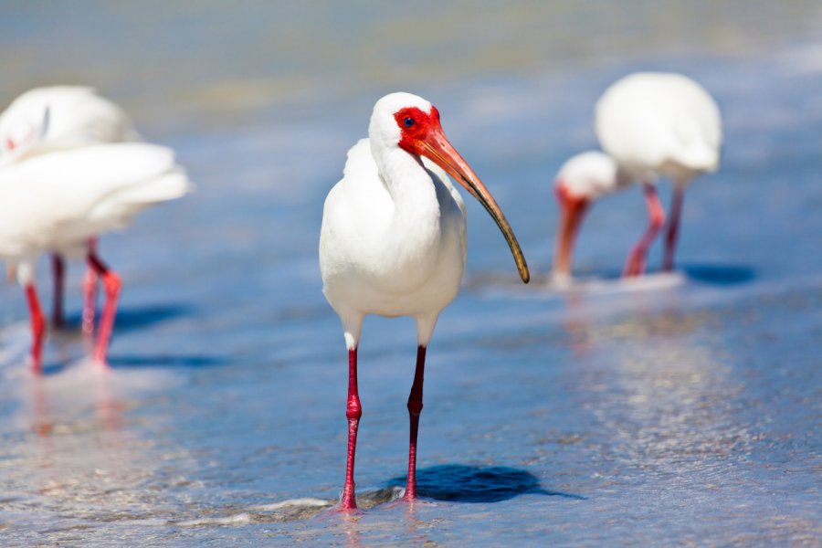 Ibis blanc, Sanibel island. ulrich missbach - Shutterstock.com