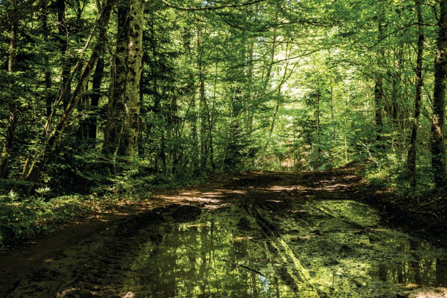 Forêt près de Le Frasnois. travelview - iStockphoto.com