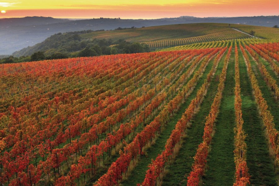 Vignes aux couleurs automnales. Tourist Organization Koper / Ubald Trnkoczy