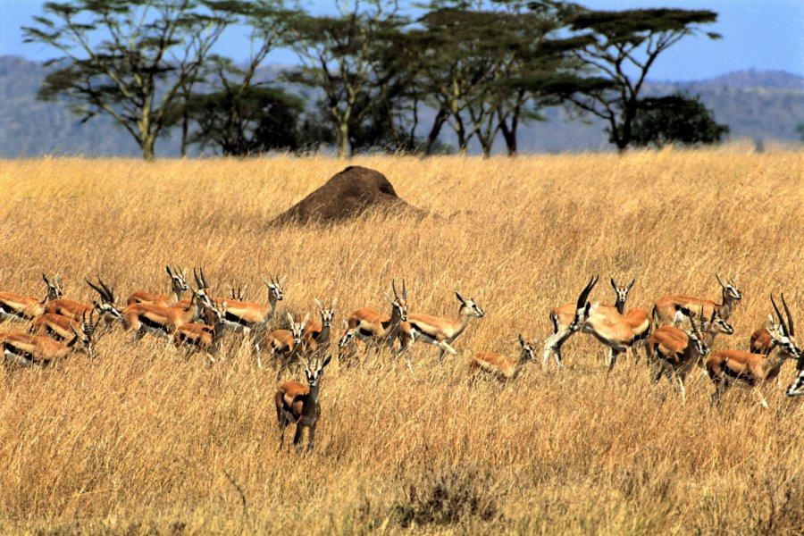 parc national du Serengeti, gazelles de Thomson Tom Pepeira - Iconotec