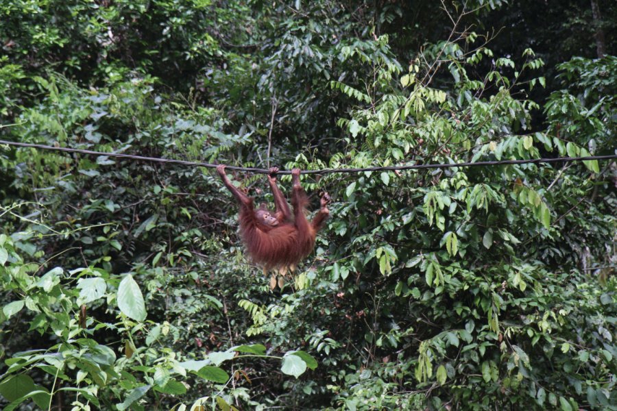 Centre de réhabilitation des orangs outans de Sepilok Stéphan SZEREMETA