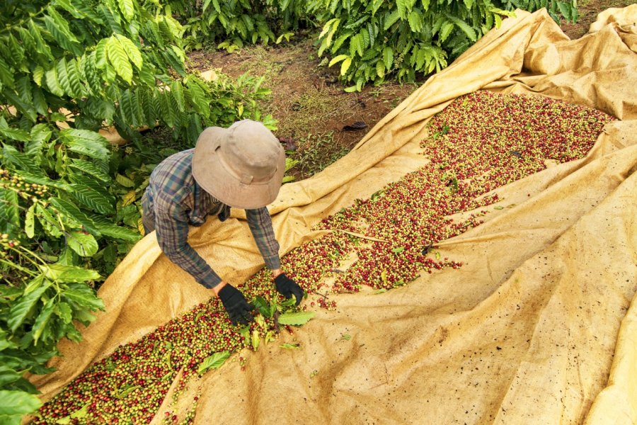 Plantation de café a Buôn Ma Thuôt. Tra To Nha / Shutterstock.com