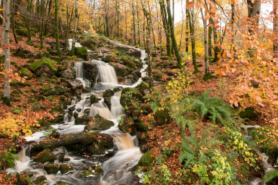 Galloway Forest Park. Keith K - Shutterstock.com