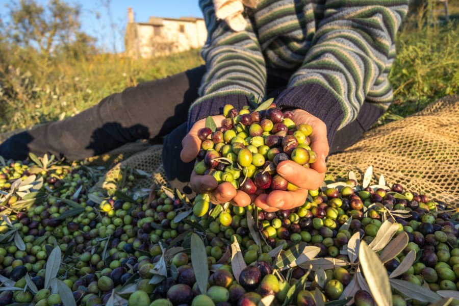 La région d'Ombrie produit de délicieuses huiles d'olive. 4thebirds - Shutterstock.com