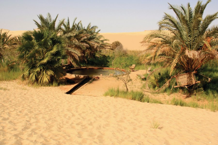 Oasis près de Siwa. aroundtheworld.photography - iStockphoto.com