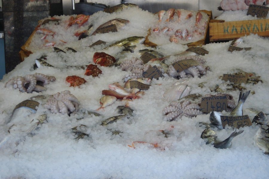 Poissons fraîchement pêchés au port de Rafina. Ana JOVETIC-VUCKOVIC