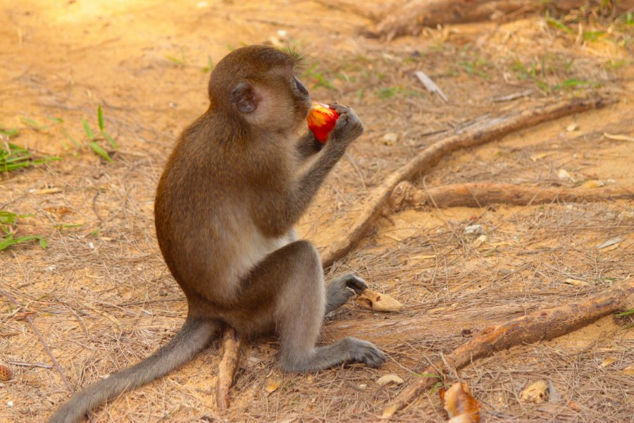 Petit singe dans le parc national de Mu Koh Lanta national park. Guadalupe Polito - Shutterstock.com