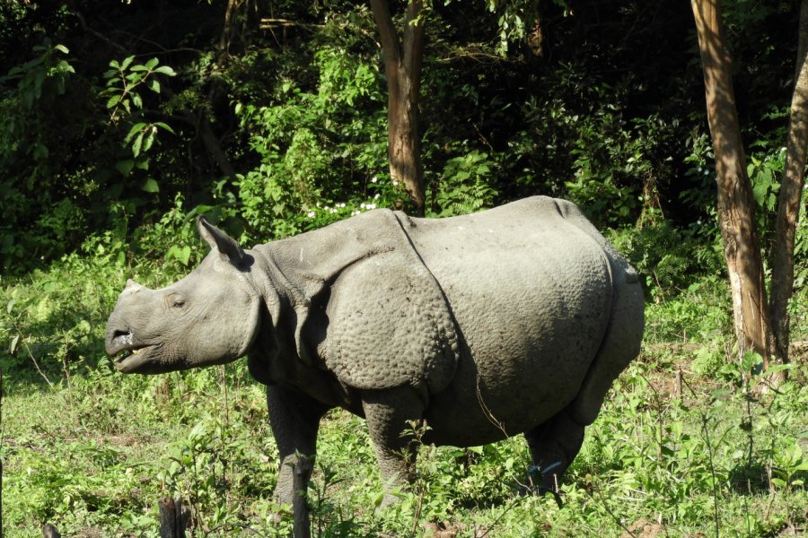 Rhinocéros dans le parc national de Royal Manas. Inside_bhutan - Shutterstock.com