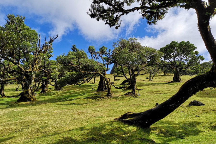 Laurier de Maère (Ocotea Foetens), Forêt de Fanal, Paul da Serra. Ludovic DE SOUSA