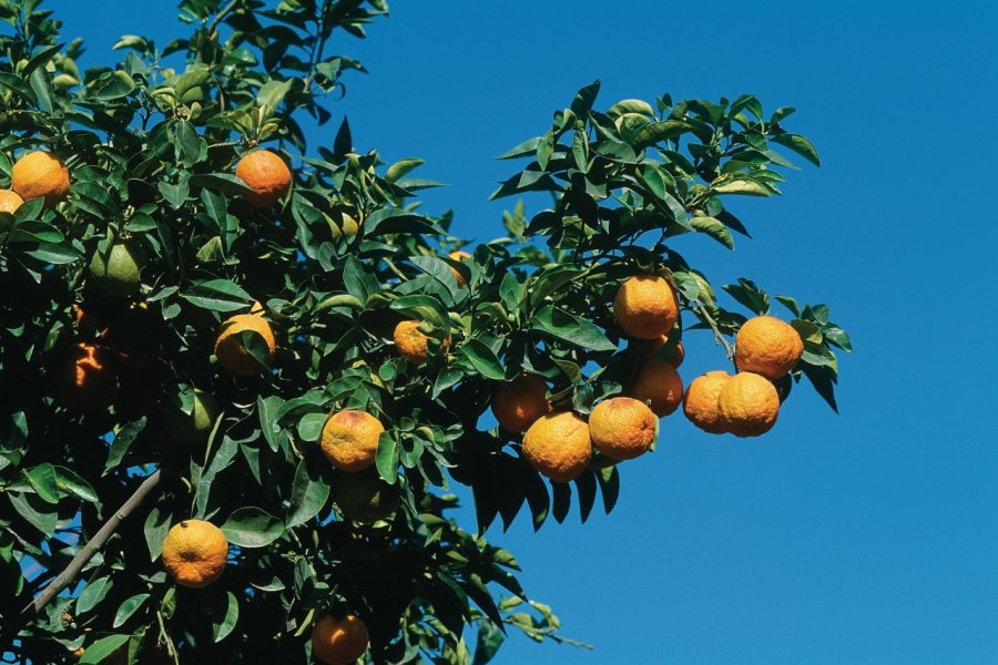Oranges. Author's Image