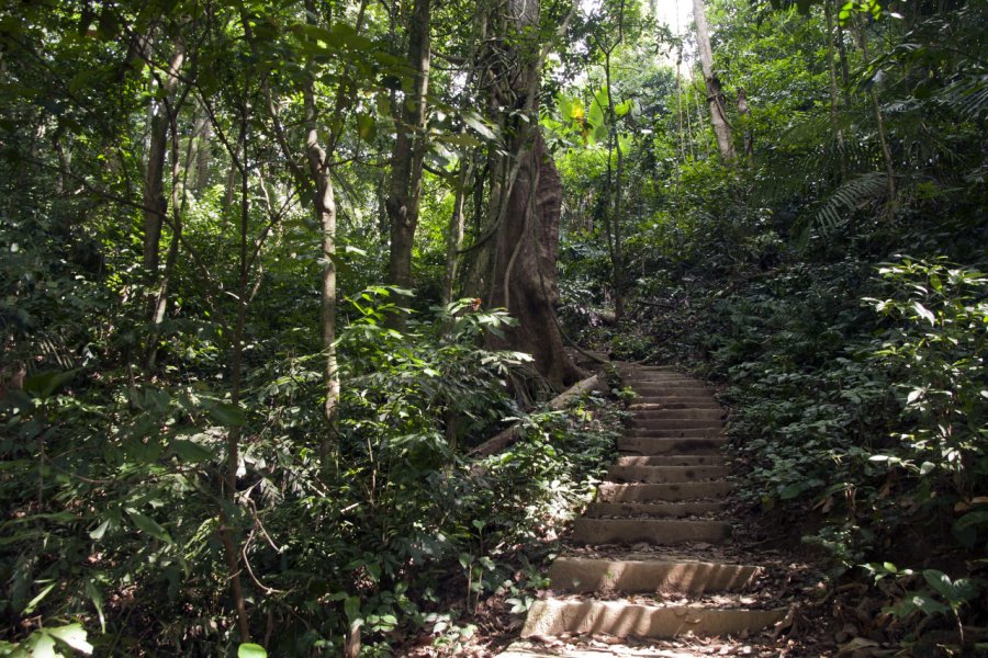 Parc national de Cuc Phuong. demamiel62 - Shutterstock.com