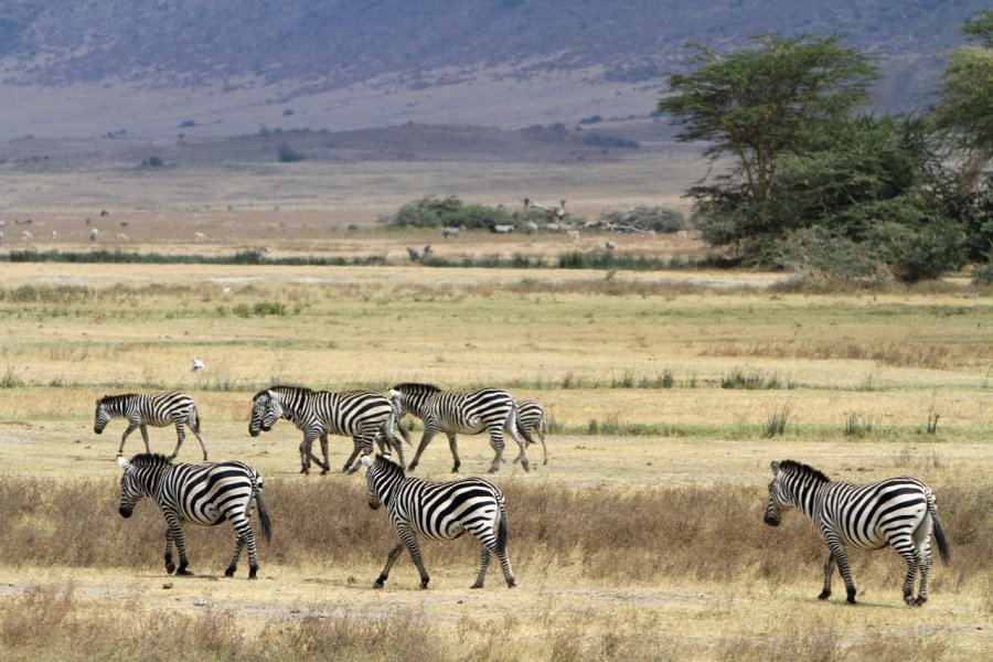 Ngorongoro Crater