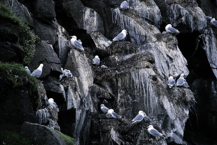 Île de Flatey, mouettes. Thierry Lauzun - Iconotec