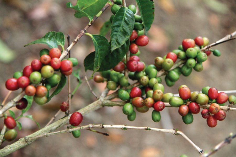 Plantation de café de Blawan. Stéphan SZEREMETA