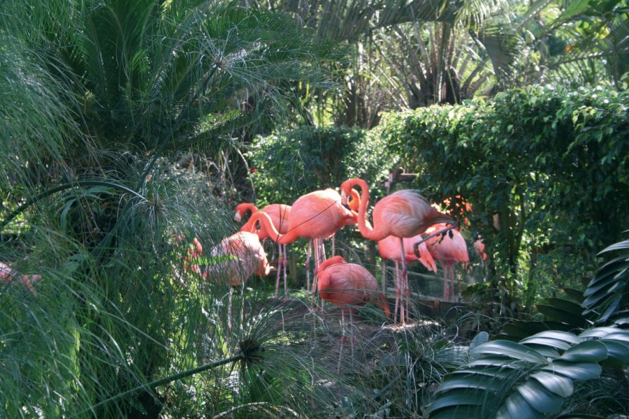 Flamants roses Jardin Botanique. Gilles MOREL